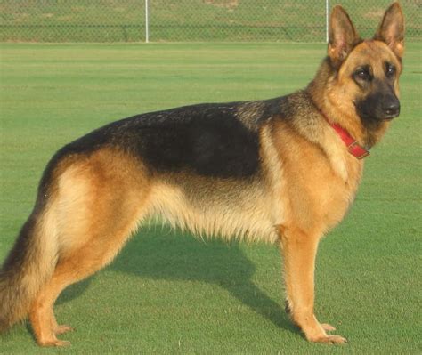 a real german shepherd