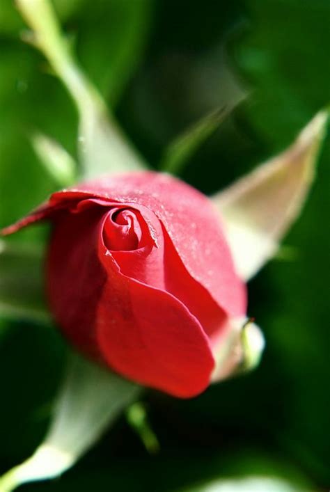 Incredible A Rose Dedicated To You Updated