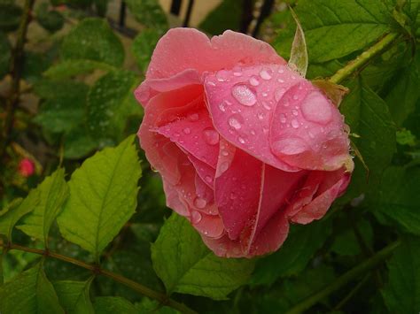 Rose with Raindrops