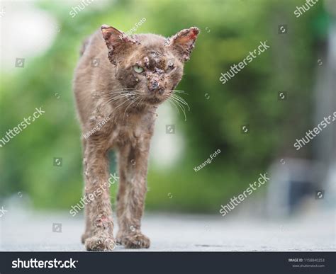 A Scalded Cat Definition