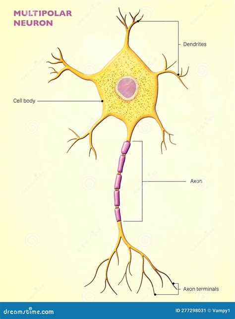 a single neuron possesses