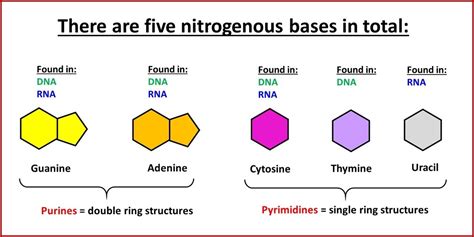 A Single Ringed Nitrogenous Base