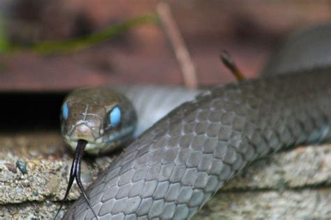a snake with blue eyes meaning