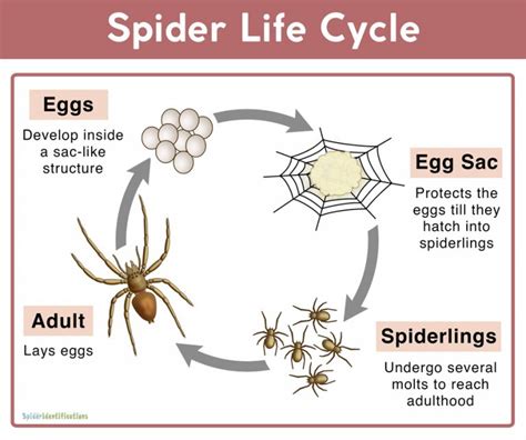 a spider's life cycle