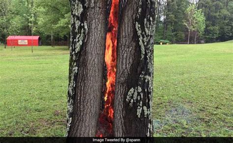 A Tree Hit By Lightning Burn