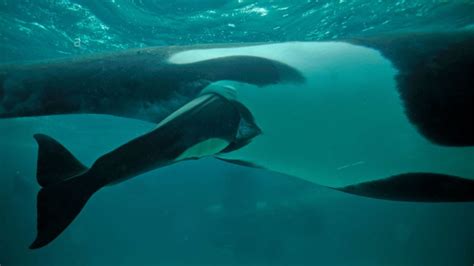 a whale giving birth