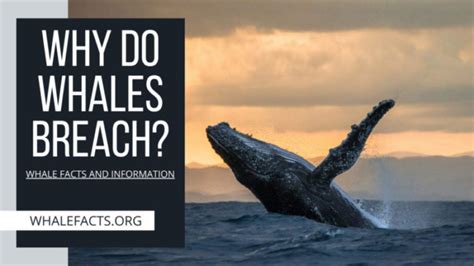 a whale in its breach facts