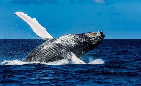 a whale in its breach impact