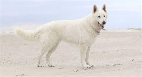 a white german shepherd