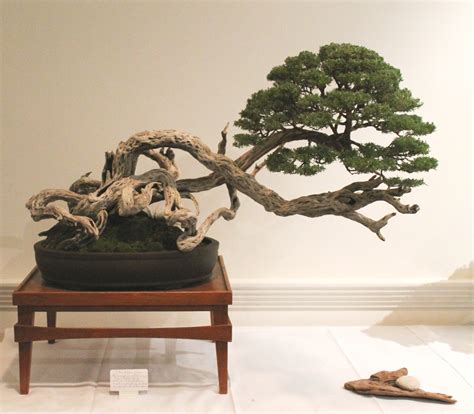 aabc bonsai convention 2024