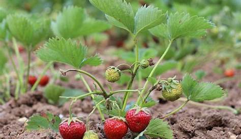 Erdbeeren! 😍 Doch ab wann kann man Erdbeeren pflanzen? - Volkers