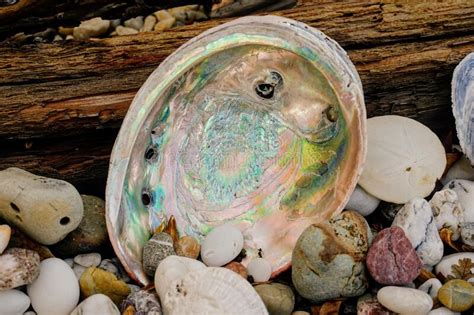 Abalone Shell Endangered
