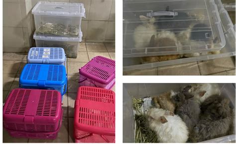 abandoned pets in singapore