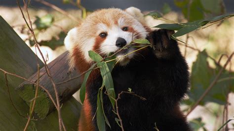 home.furnitureanddecorny.com:abc/red panda named sunny goes missing from zoo in virginia