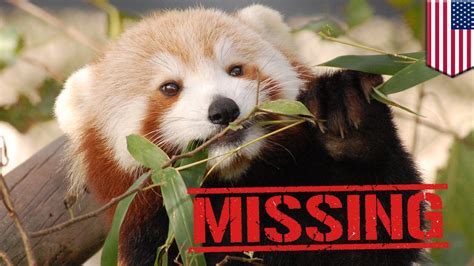 abc/red panda named sunny goes missing from zoo in virginia