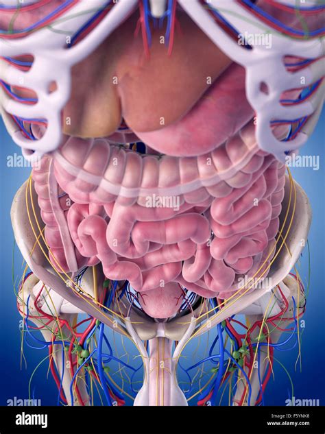 Abdomen Anatomy Model