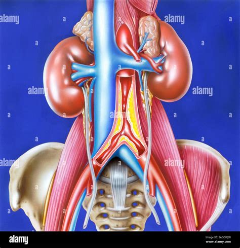 Understanding Abdominal Aortic Atherosclerosis: Causes and Effective Treatments