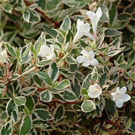 Abelia Confetti Variegata