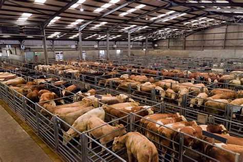 aberdeen and northern marts livestock sales