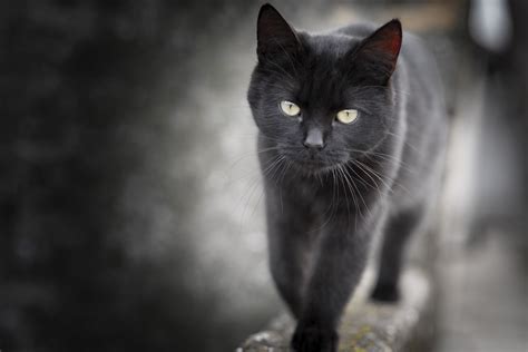aberglaube schwarze katze