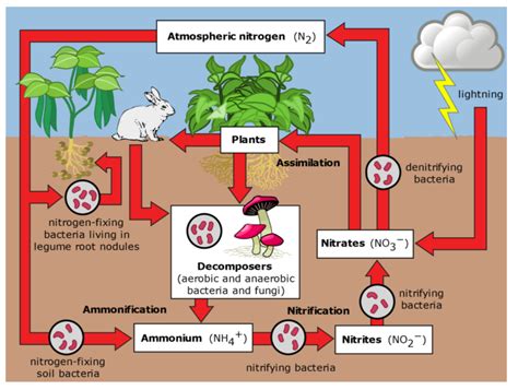 abiotic cycles in nature