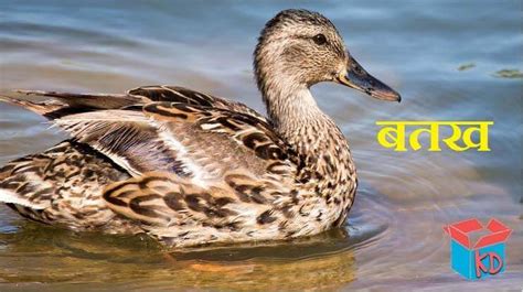 about duck in hindi