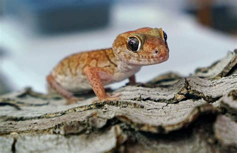 Common Pet Gecko Types for Beginners