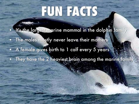 about killer whales facts