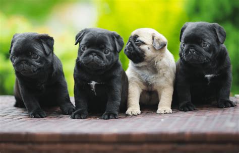 Myths And Facts About Pugs! MyStart