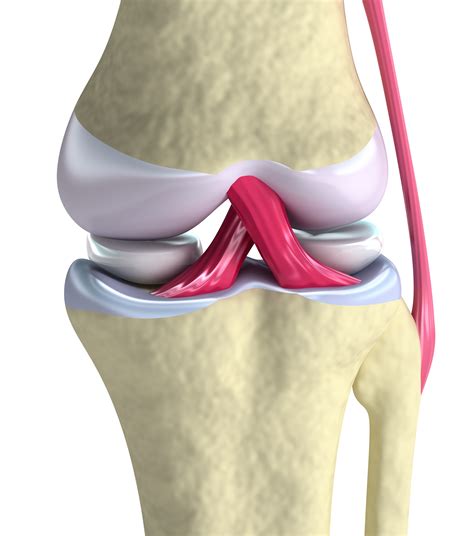about the knee joint