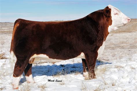 about time hereford bull
