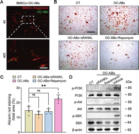 Abs Activates In Reverse