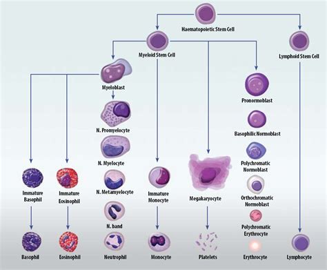 Abs Basophils Auto Low