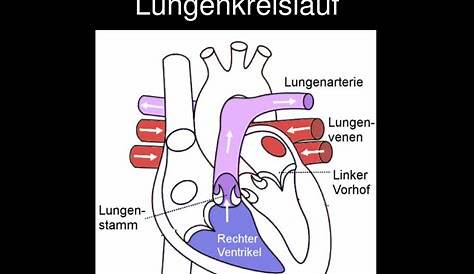 Herz-Lungen-Kreislauf - DocCheck