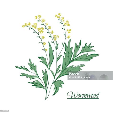 Absinthe Ingredients