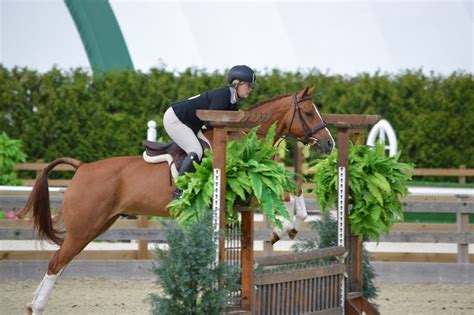Absolute Show Jumping