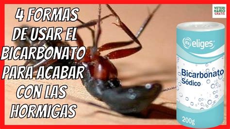 acabar con las hormigas en casa