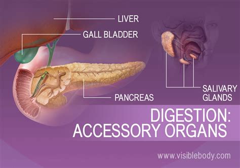 Accessory Digestive System Structures