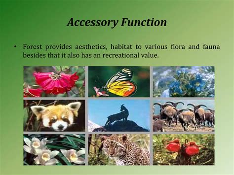 Accessory Function