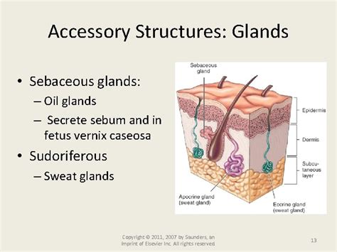 Accessory Glands Definition