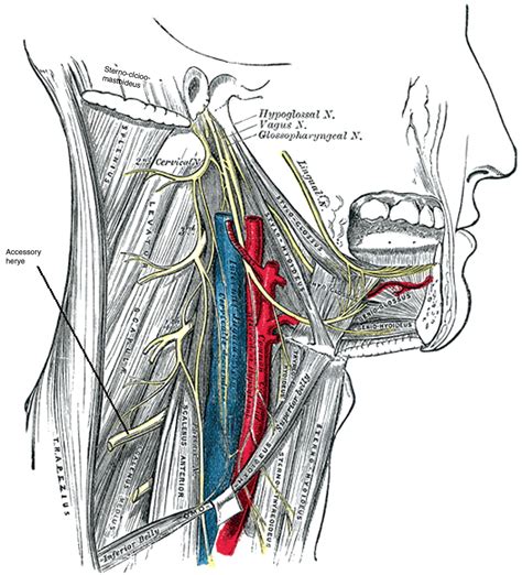 Accessory Nerve Locations