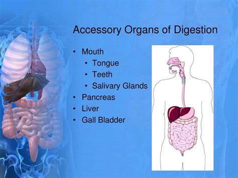 Accessory Organs Of Digestion And Functions