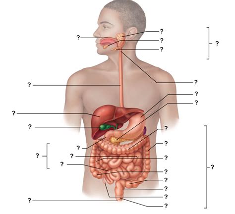 Accessory Organs Of The Digestive System And Their Functions Quizlet