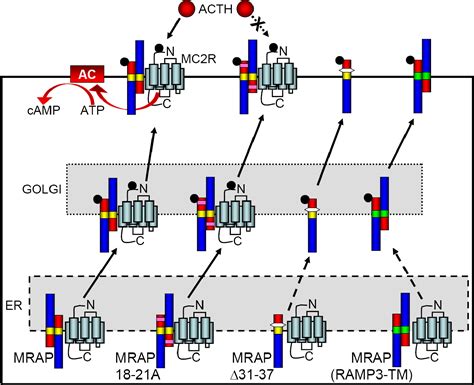 Accessory Receptor Function