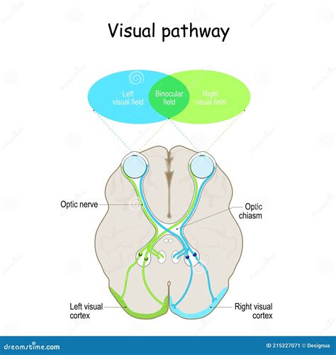 Accessory Visual Pathways