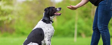 accredited dog trainers near me services