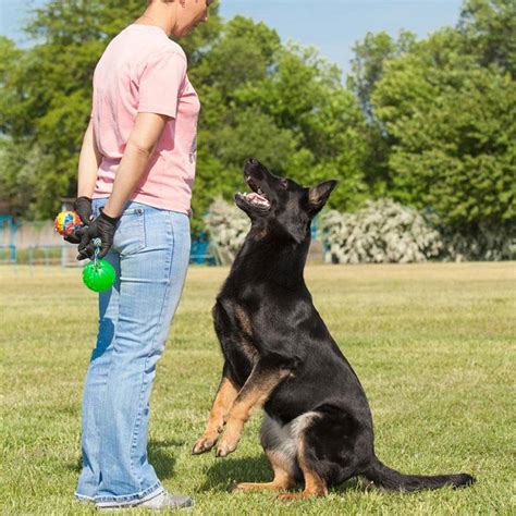 accredited dog training courses