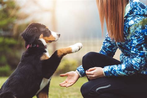 accredited dog training courses online