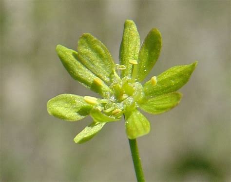 aceraceae flower