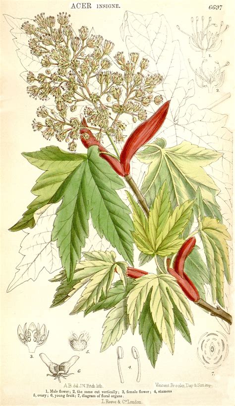 aceraceae juss